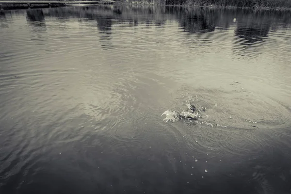 Öring Fiske Sjön — Stockfoto