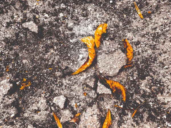 Zepsuty asfalt z suchych liści — Zdjęcie stockowe
