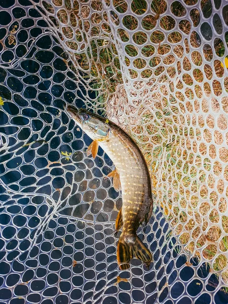 A pescar. Pescador e truta . — Fotografia de Stock