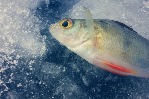 Winterfischen Aus Eis — Stockfoto