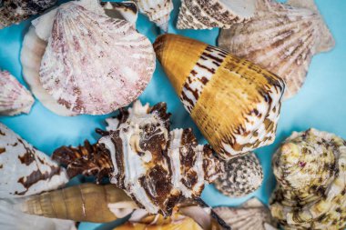 Mavi arka planda deniz kabukları