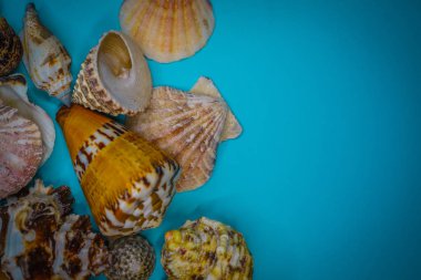 Arka plan mavi bir arka plan üzerinde deniz kabukları