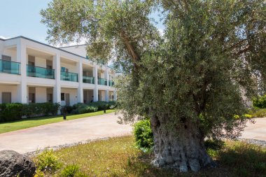 Güzel tatil beldesi. Yeşil ve çiçekler