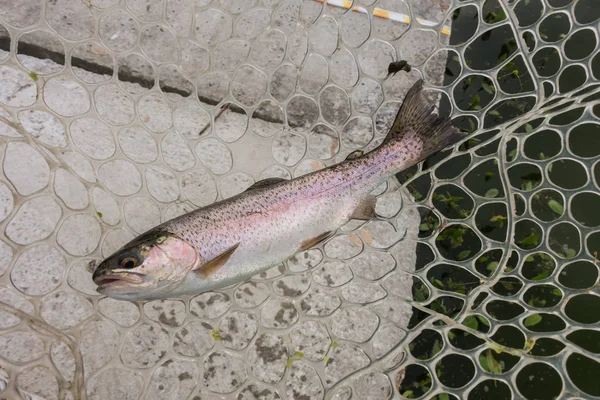 Trout fishing on the lake — Stock Photo, Image