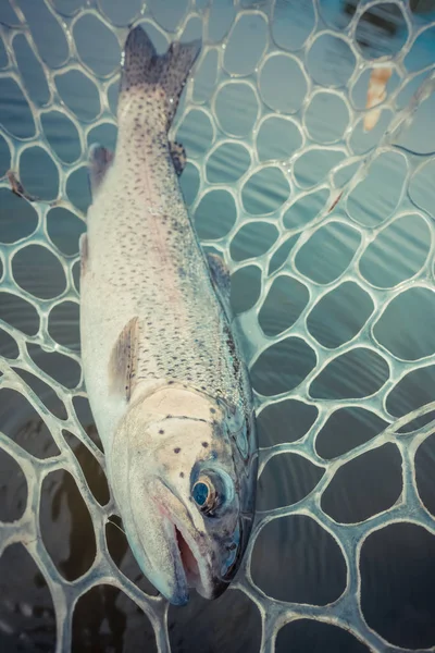 Area Fishing Trout Close — Stock Photo, Image