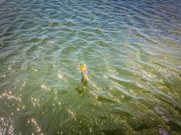 湖での釣り — ストック写真