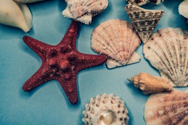 Mavi arka planda deniz kabukları