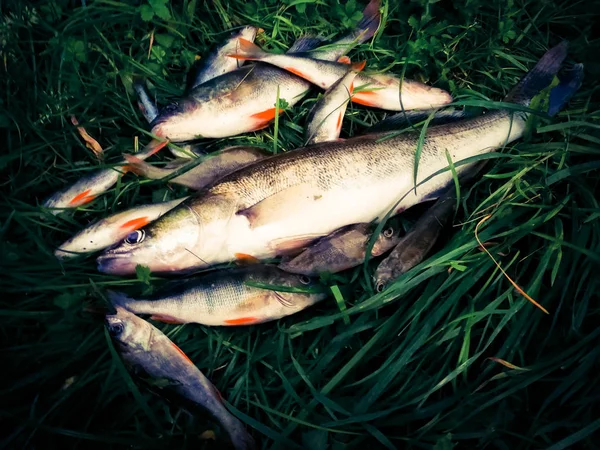 Pescato Pesce Sull Erba — Foto Stock