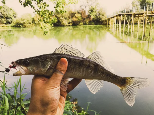 Fångad fisk i en hand på en sjö — Stockfoto