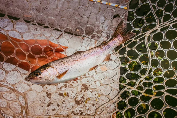 Rybaření pstruhů na jezeře — Stock fotografie
