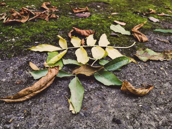 Moss with dry leaves — Stock Photo, Image