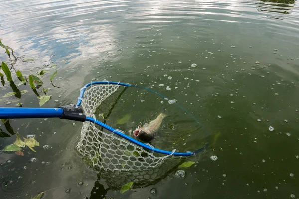 Pesca da truta no lago — Fotografia de Stock