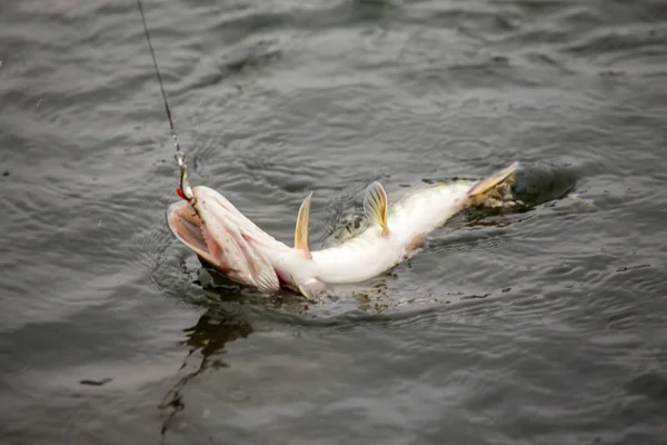 Pesca de lúcio no lago. Recreação de pesca — Fotografia de Stock