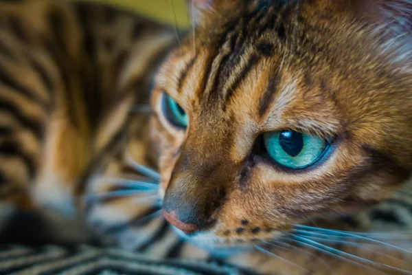 Bengálská Kočka — Stock fotografie