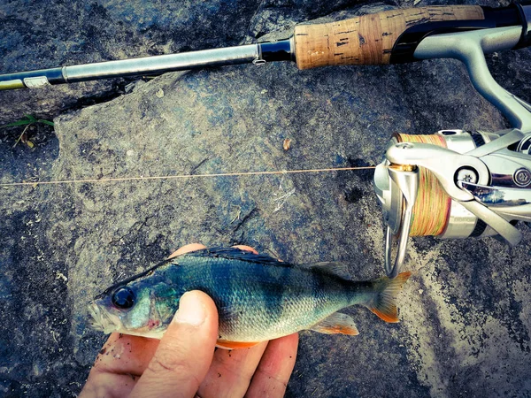 Balıkçı yem için küçük bir balık yakaladı — Stok fotoğraf