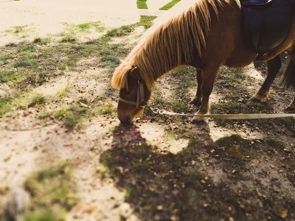 Pony sul prato in estate — Foto Stock