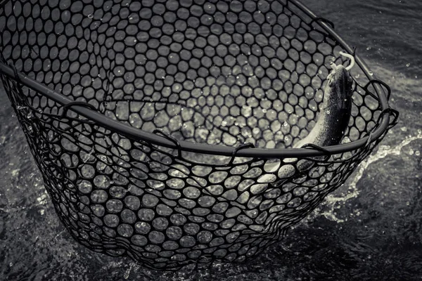 Trout fishing on the lake — Stock Photo, Image