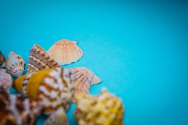 Arka plan mavi bir arka plan üzerinde deniz kabukları