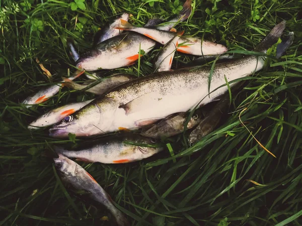 Pescato Pesce Sull Erba — Foto Stock