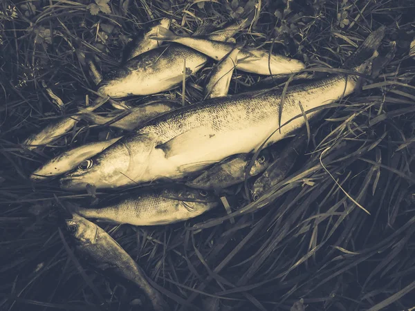 Peixe capturado na grama — Fotografia de Stock