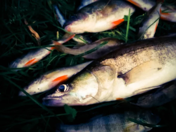 Złowione Ryby Trawie — Zdjęcie stockowe