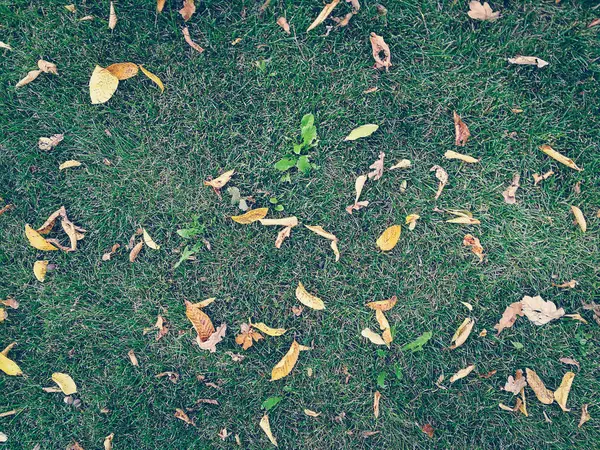 Feuilles sèches sur herbe verte — Photo