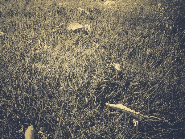 Suché listy na zelené trávě — Stock fotografie