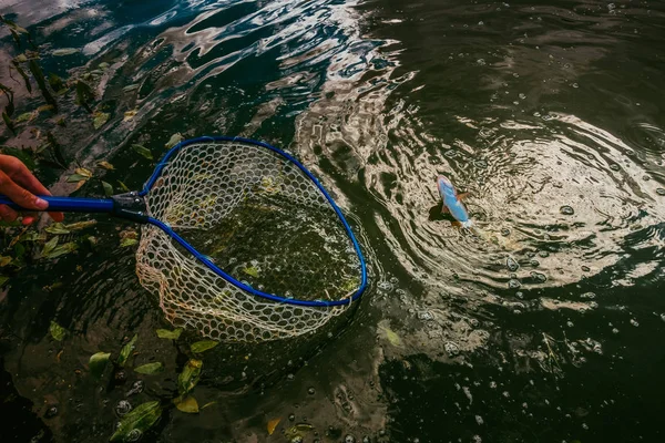 Trout fishing on the lake — Stock Photo, Image