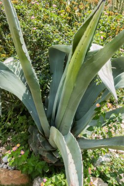 Güzel tatil beldesi. Yeşil ve çiçekler