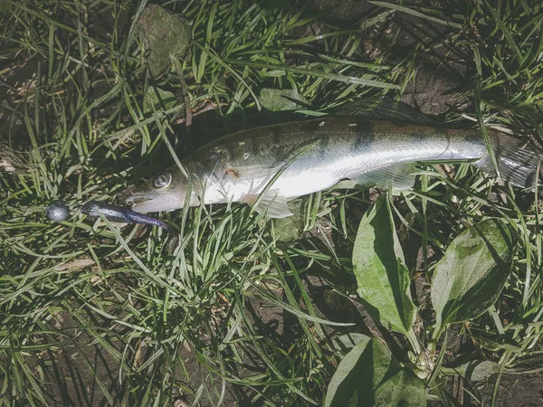 Zanderfischen Auf Dem Fluss — Stockfoto