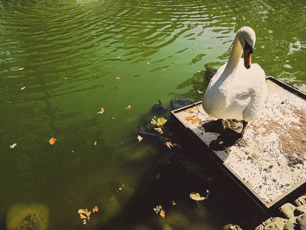 Witte zwaan op een vijver — Stockfoto