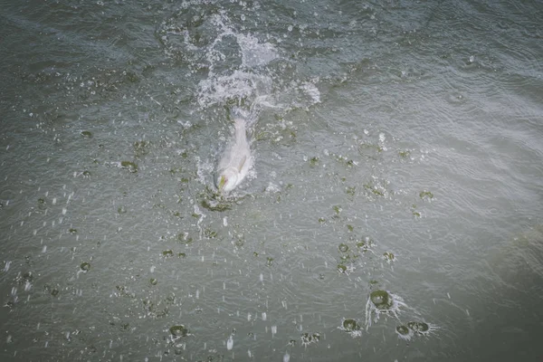 Pesca da truta no lago — Fotografia de Stock