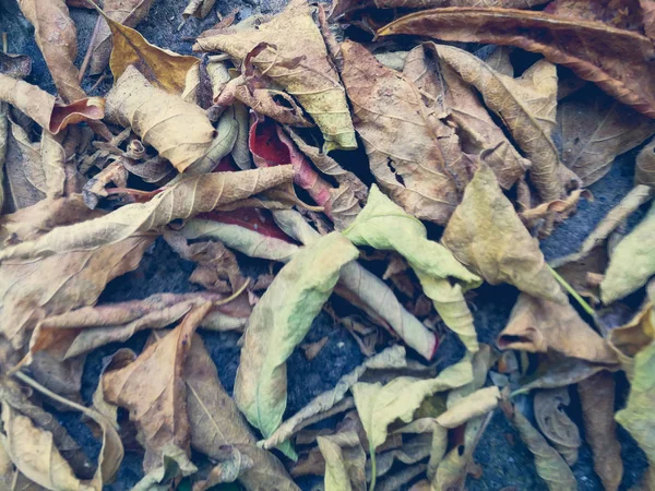 Dry leaves on asphalt — Stock Photo, Image