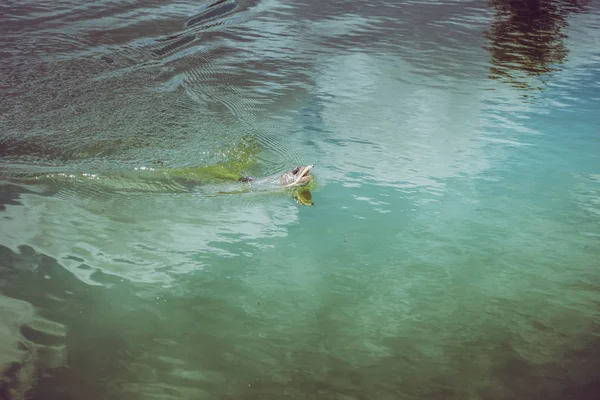 Pesca da truta no lago — Fotografia de Stock