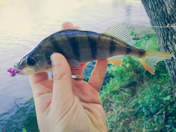 Fiskaren håller en fisk — Stockfoto