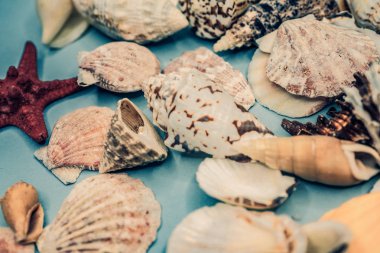 Arka plan mavi bir arka plan üzerinde deniz kabukları