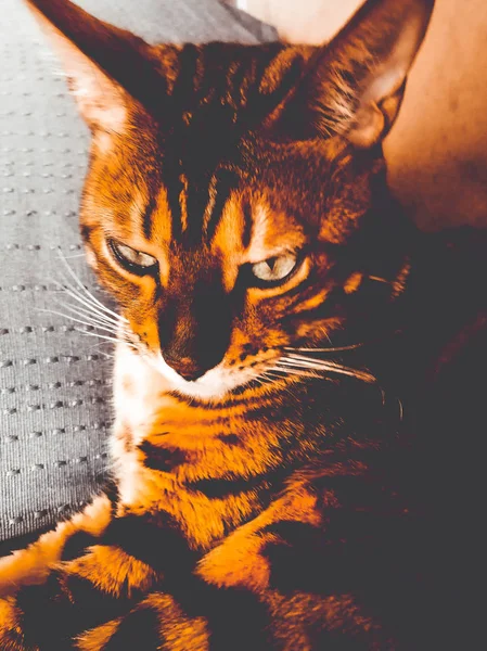 Große Bengalkatze mit hellgrünen Augen — Stockfoto