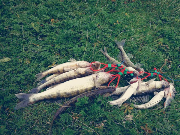草地上一束捕获的鱼 — 图库照片