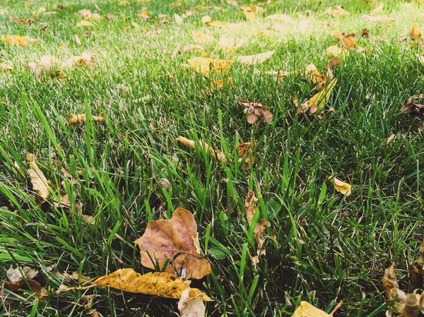 Trockene Blätter auf grünem Gras — Stockfoto