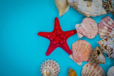 Mavi arka planda deniz kabukları