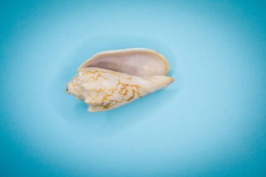 Mavi arka planda deniz kabukları