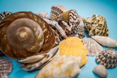 Arka plan mavi bir arka plan üzerinde deniz kabukları