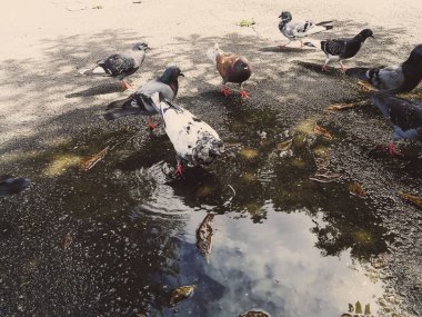 Parktaki güvercinler