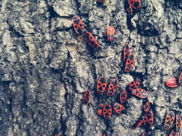 Red beetles on the bark of a tree