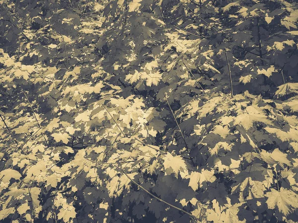 美しい黄色のカエデ — ストック写真