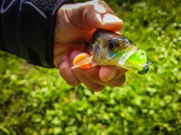 Zander pesca no rio — Fotografia de Stock