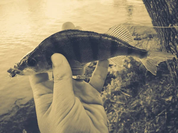 O pescador tem um peixe — Fotografia de Stock