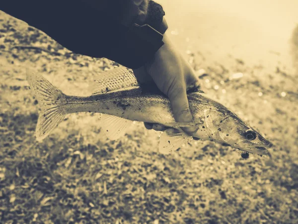 Caught fish in fisherman 's hands — стоковое фото