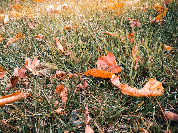 緑の草の上の乾燥した葉 — ストック写真