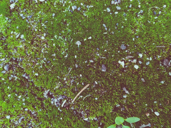 Зеленый Мох — стоковое фото